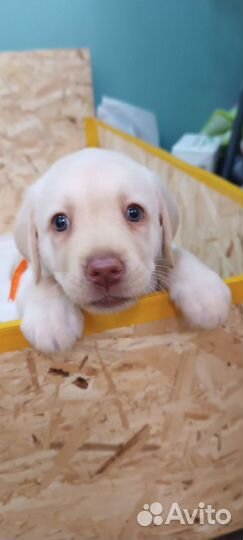 Щенки лабрадора