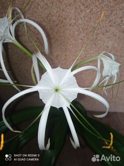 Гиппеаструм. Комнатное растение