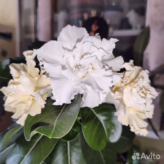 Адениум прививка