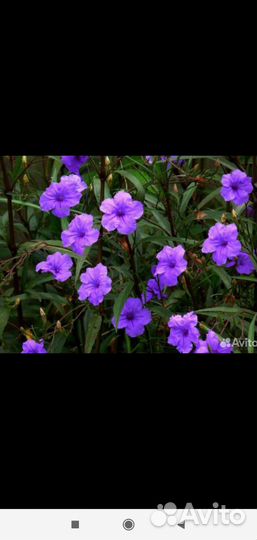 Руэлия. Саженцы