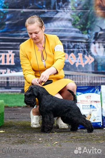 Щенки черного цвергшнауцера