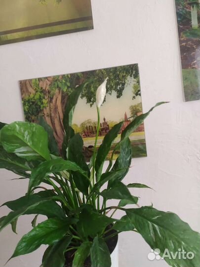 Спатифиллум Домино