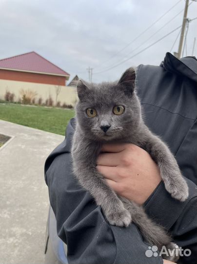 Кот молодой