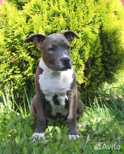 Амстафф щенки и подрощенные РКФ