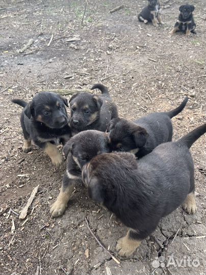 Щенки немецкой овчарки