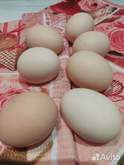 Инкубационное яйцо, цыплята, молодые курочки