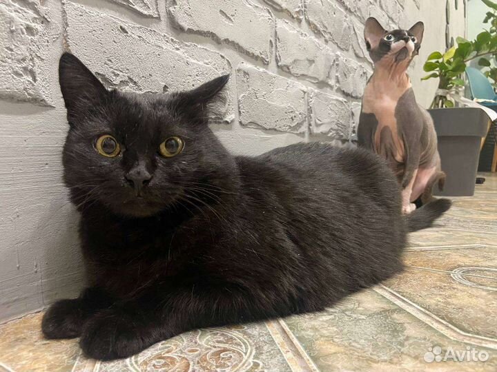 Кошка в дар бесплатно