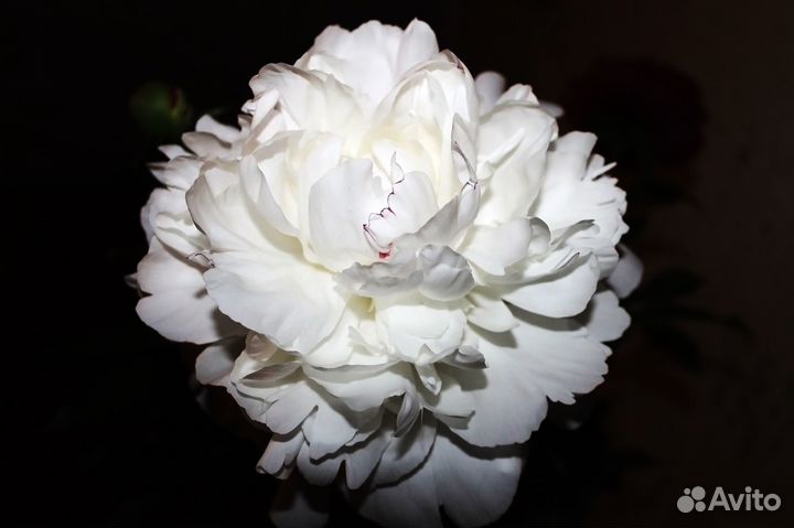 Цветы белые пионы