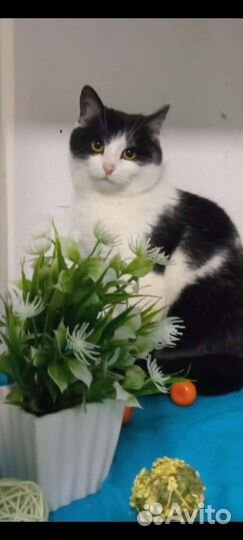 Кастрированный котик