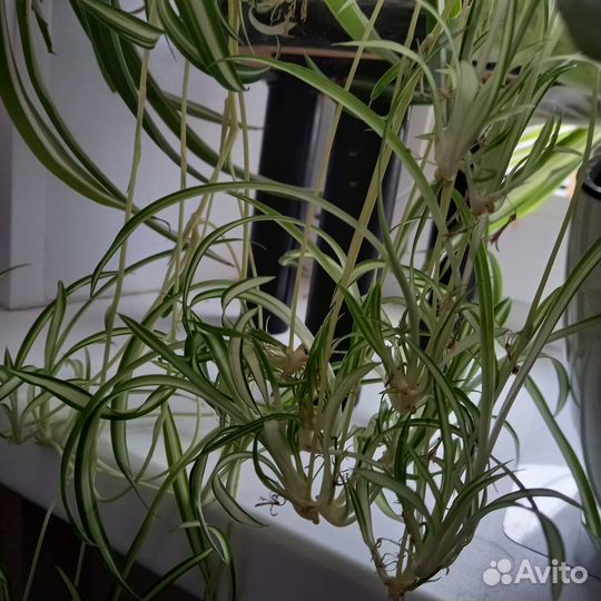 Хлорофитум кудрявый