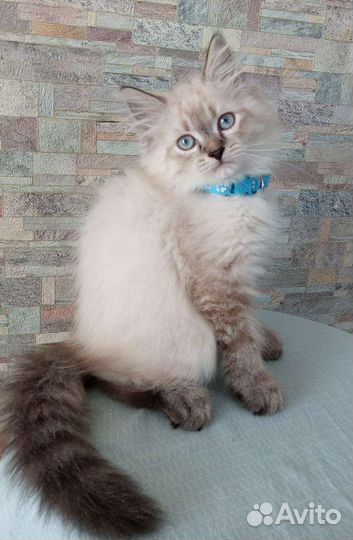 Котята невские маскарадные