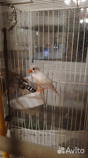 Птицы амадины