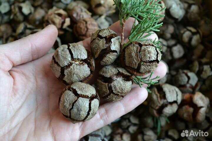 Шишки кипариса отборные урожай 2023г