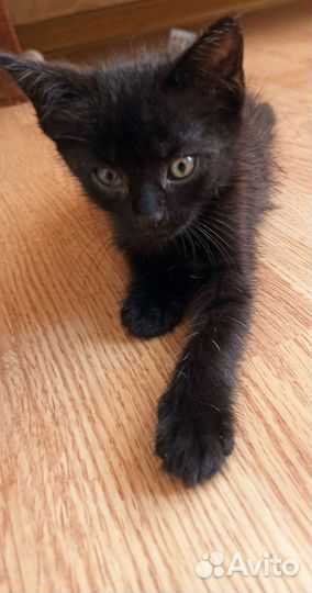 Маленький чёрный котёнок ищет дом