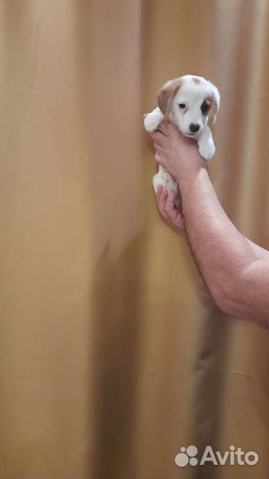 Джек рассел терьер