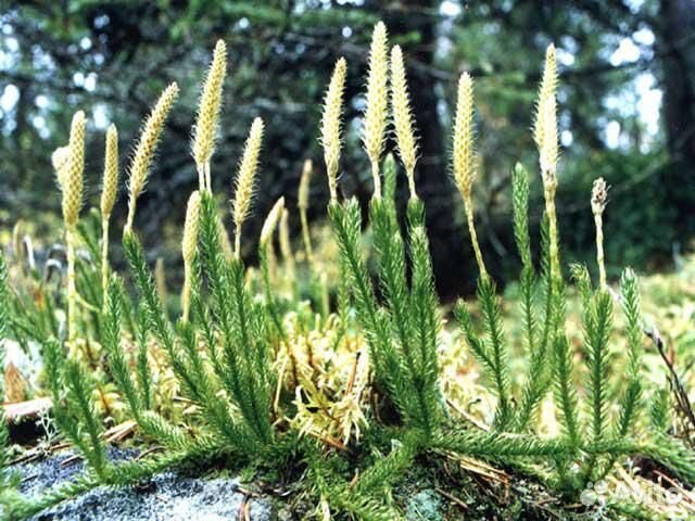 Натуральное заживляющее средство
