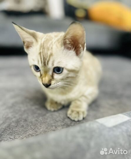 Бенгальская снежная девочка