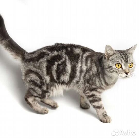 Британская кошка Бэтти