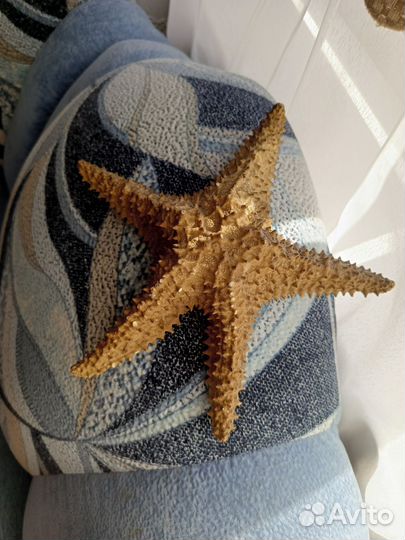 Морская звезда