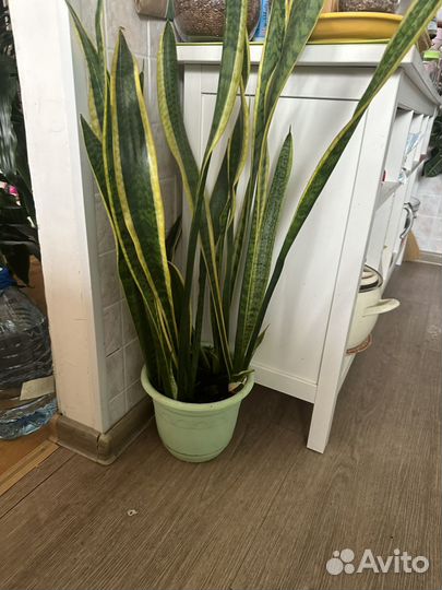 Цветы домашние в горшках