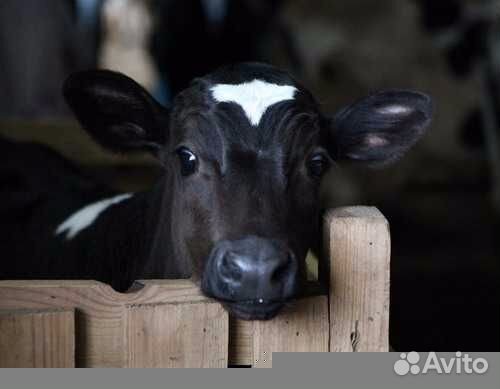 Продам телят