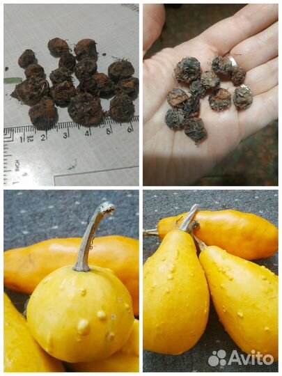 Семена декоративной тыквы,чуфы