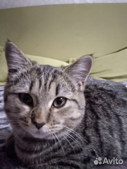 Кошки бесплатно
