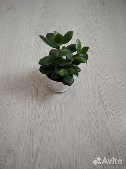 Толстянка(денежное дерево)