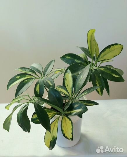 Антуриумдекабристклеродендрум Цветы растения комна