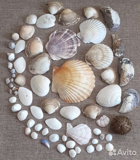 Морские ракушки раковины