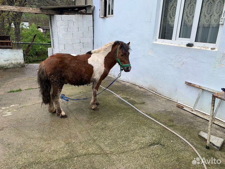 Пони жеребец 5л