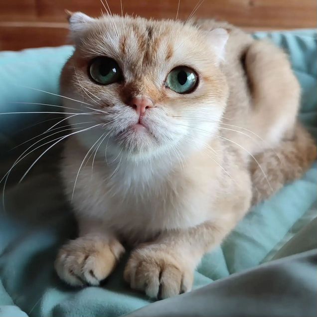 Шотландская вислоухая короткошёрстная, взрослая кошка