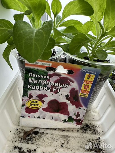 Рассада цаетов. Петиния, астра, колокольчики