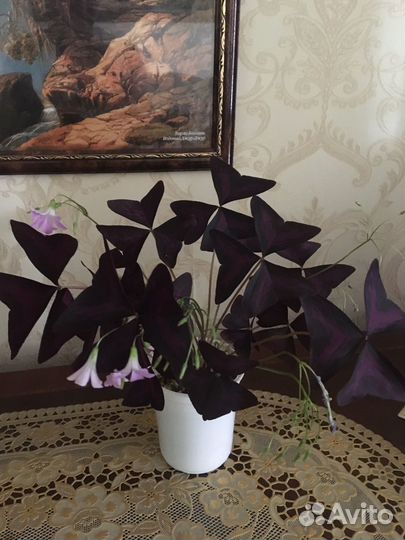 Кислица оксалис