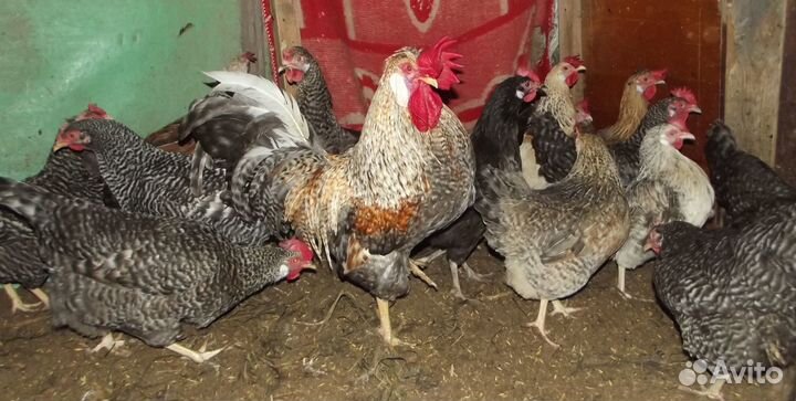 Инкубационное яйцо индейки