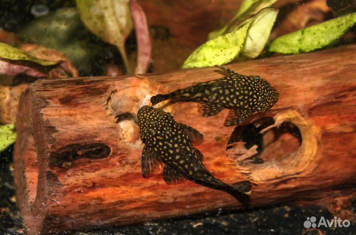 Сомики анциструсы