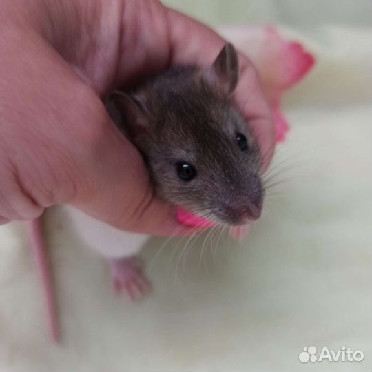 Крыса дамбо