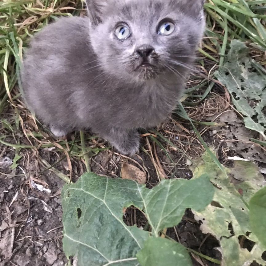 Котенок девочка, почти шотландская