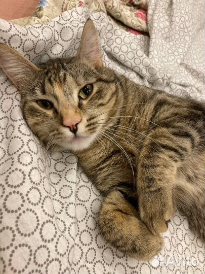 Необыкновенная Флоренс (кошка, 10-12 месяцев)