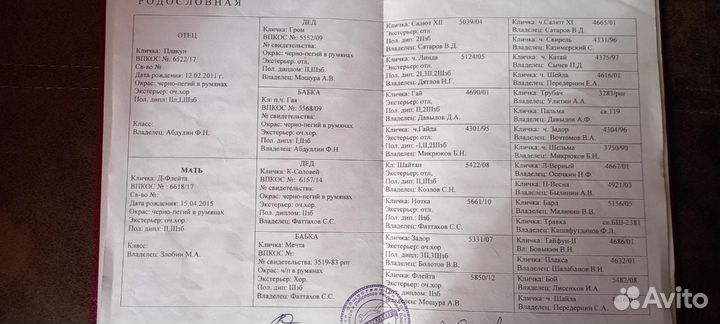 Русская пегая гончая