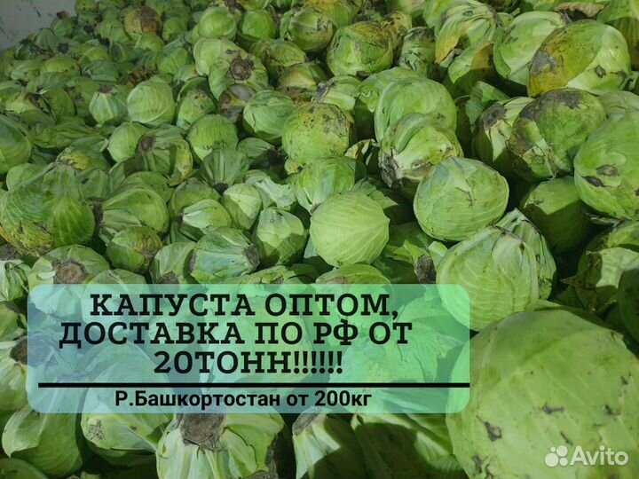 Капуста опт от 20 тонн