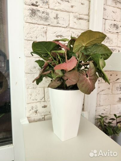 Сингониум неон пинк