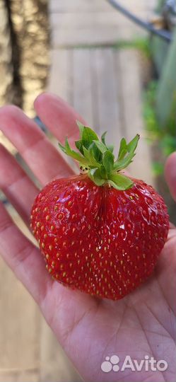 Рассада клубники Комрад победитель