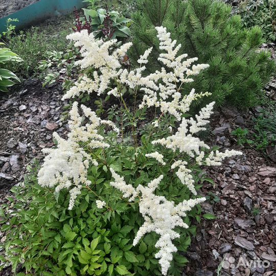 Астильба цветущая