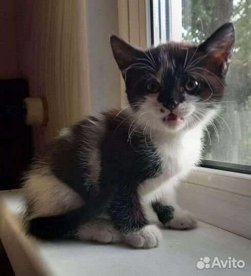 Котята(девочки) очень нуждаются в семье