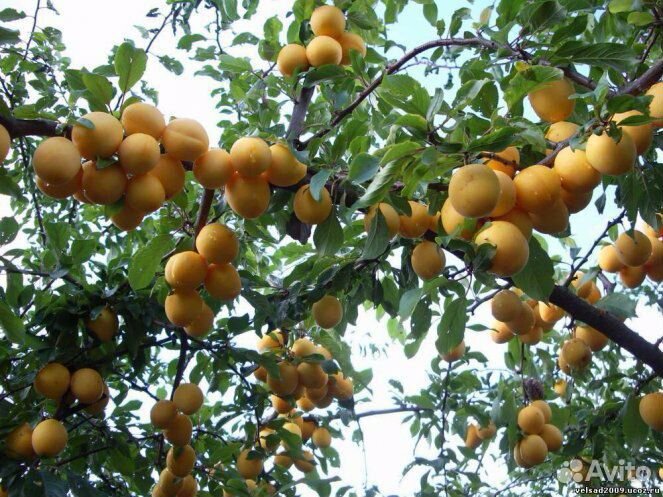 Абрикос