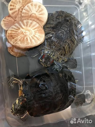 Красноухая черепаха