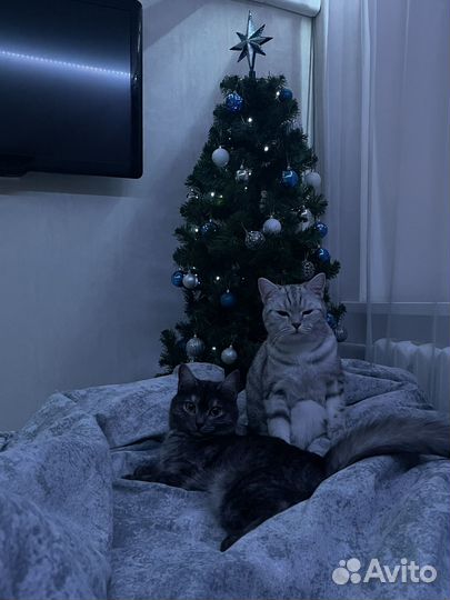 Отдаю кошек