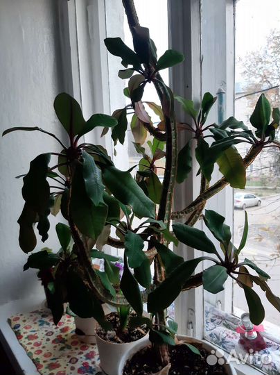 Молочай беложильчатый