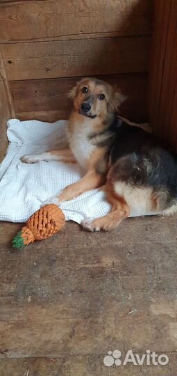 Молодая собака